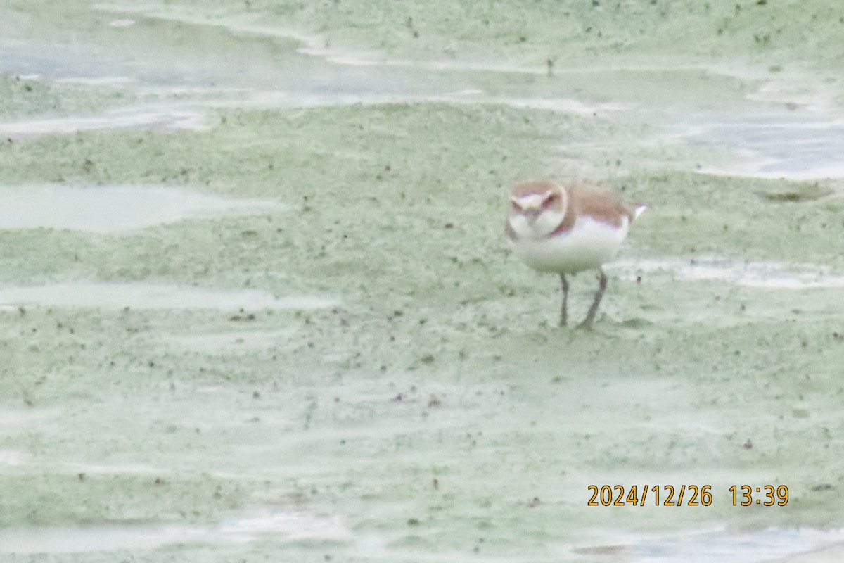 Kentish Plover - ML628028037