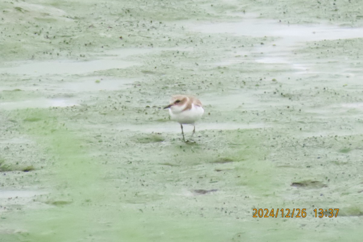 Kentish Plover - ML628028038