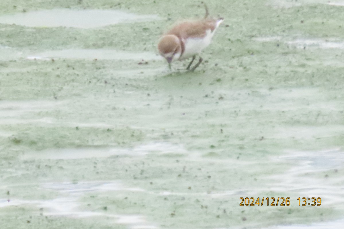 Kentish Plover - ML628028040