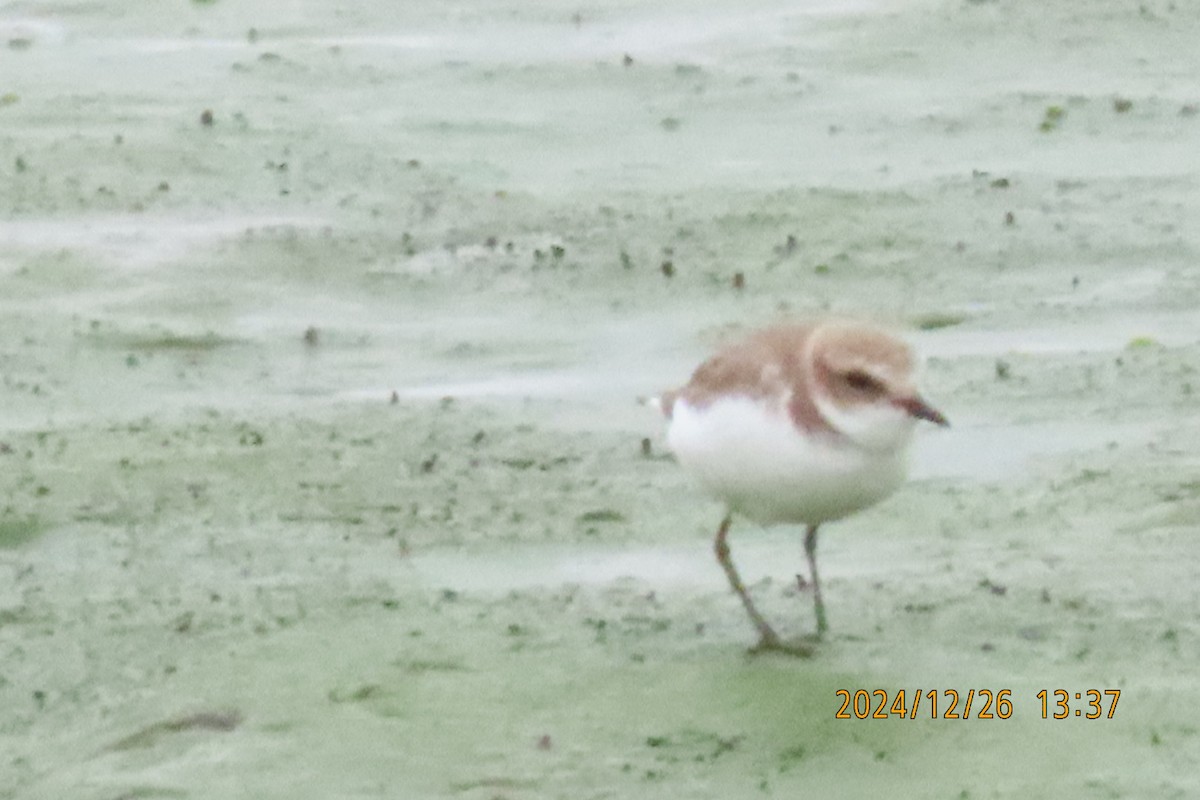 Kentish Plover - ML628028041