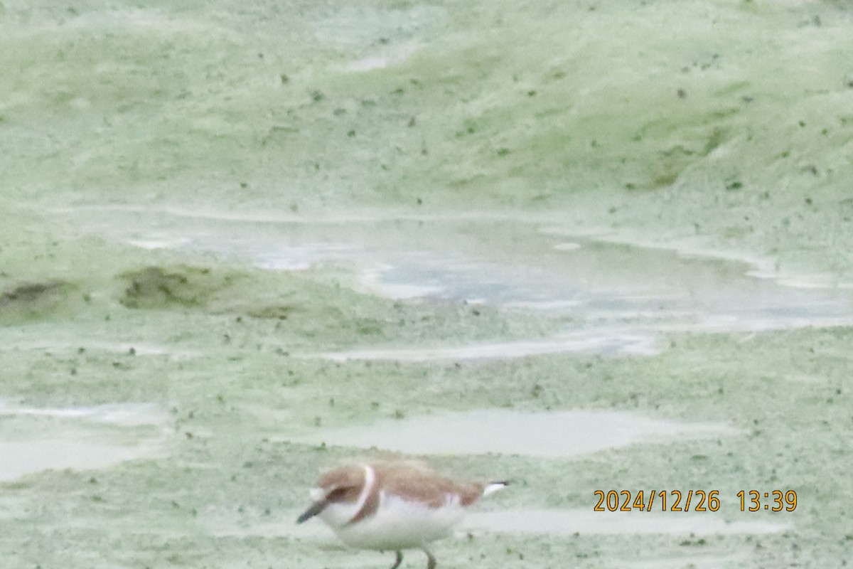 Kentish Plover - ML628028042