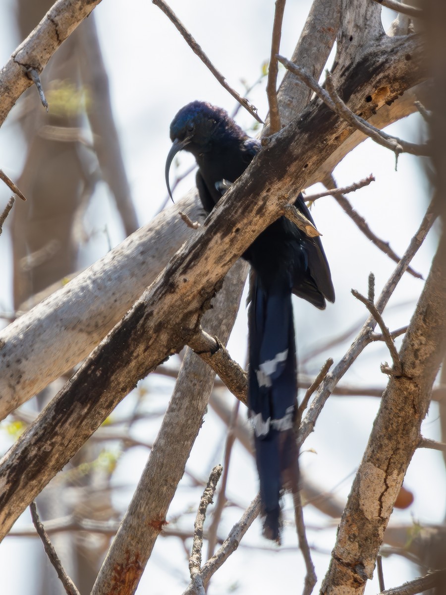 Common Scimitarbill - ML628028043