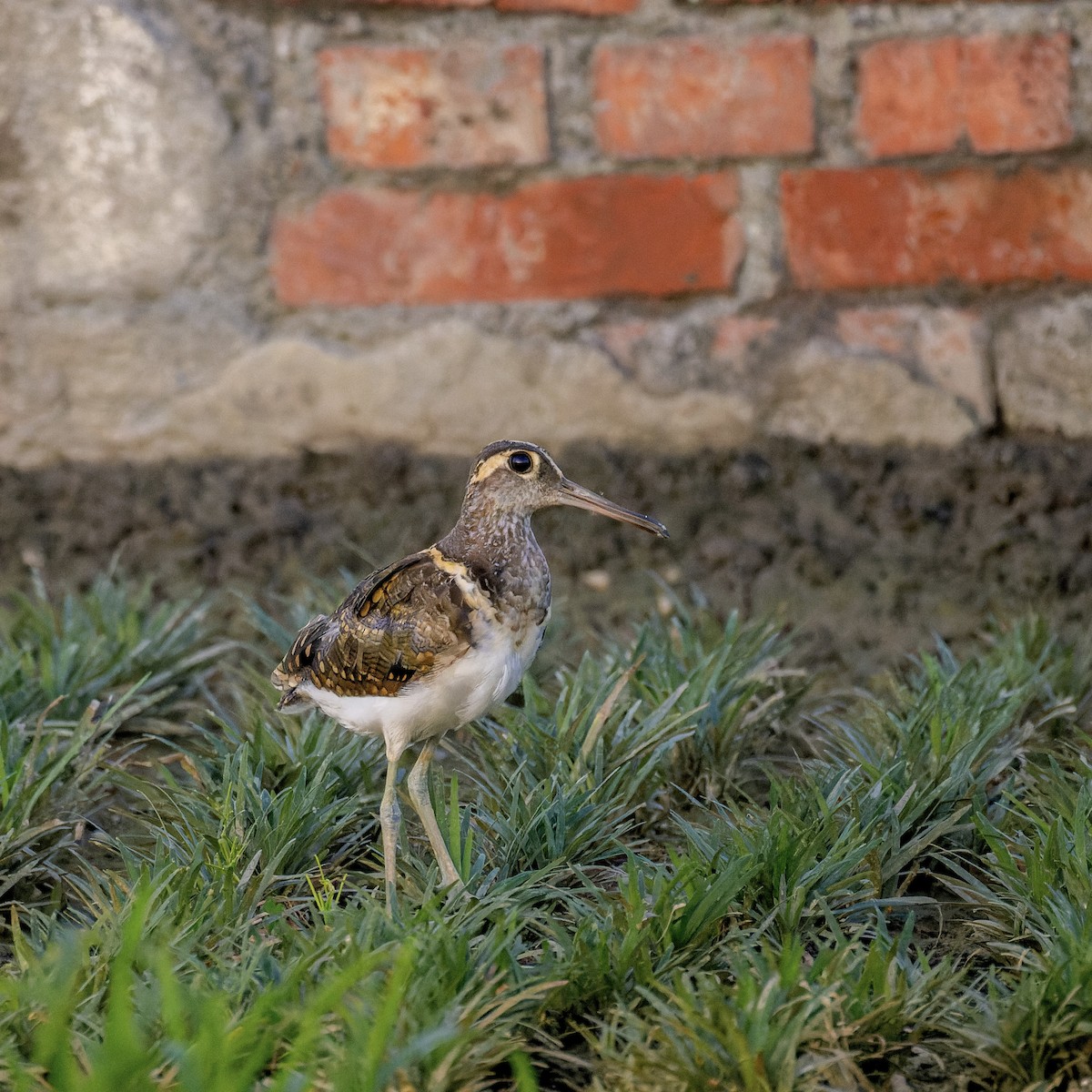 Greater Painted-Snipe - ML628028047