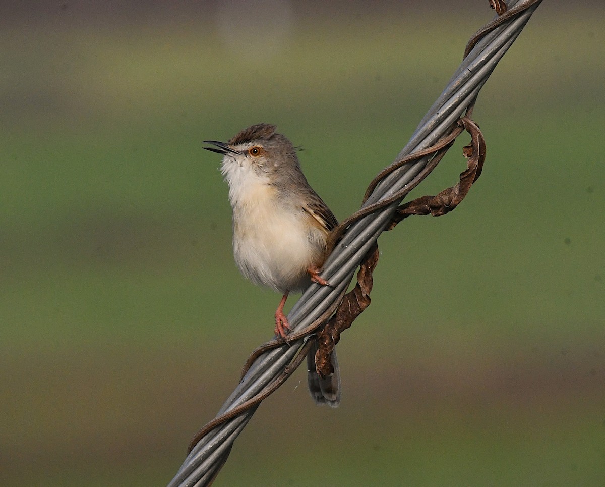 Plain Prinia - ML628028056