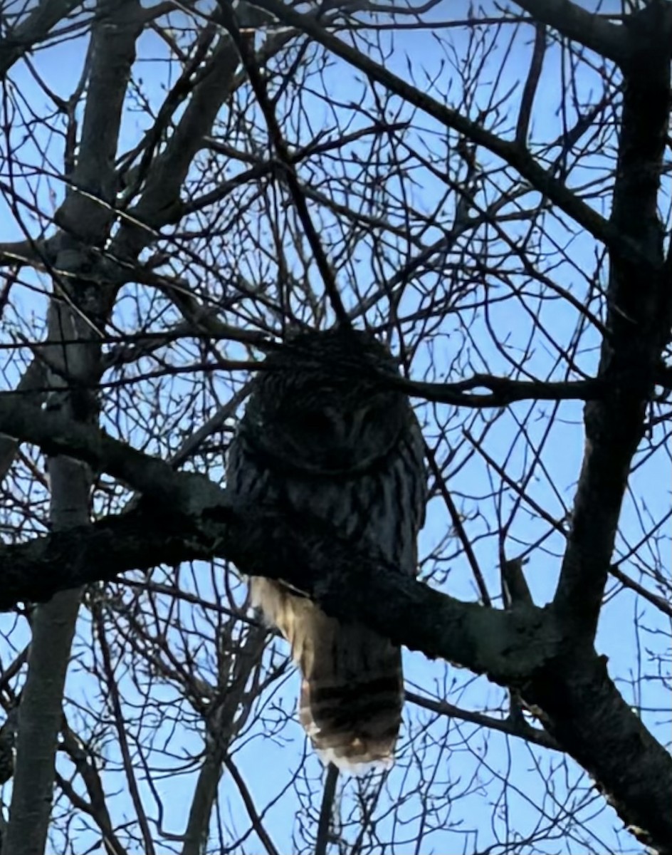 Barred Owl - ML628028103