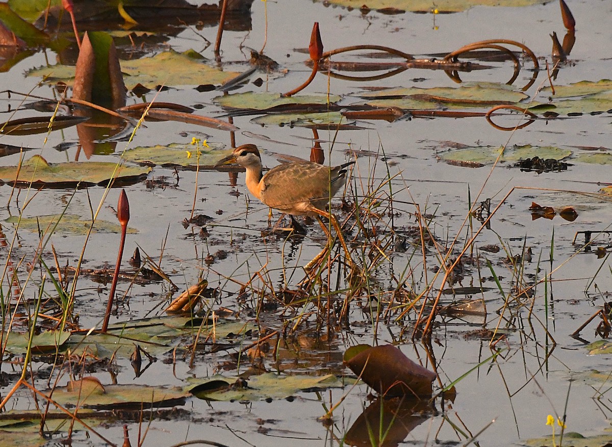 Bronze-winged Jacana - ML628028147