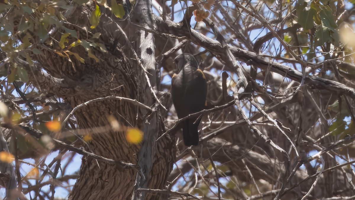 Rüppell's Parrot - ML628028152