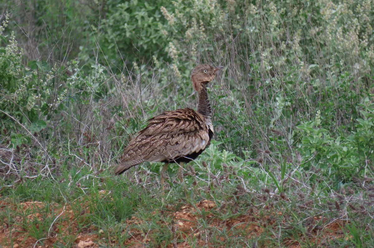 Buff-crested Bustard - ML628028158