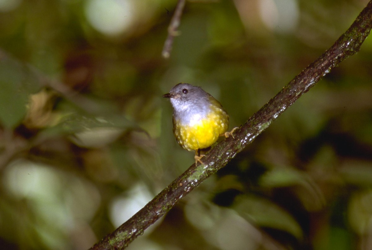 Gray-throated Warbler - ML628028159