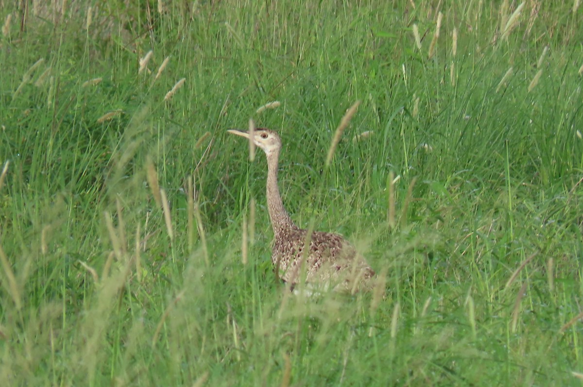 Hartlaub's Bustard - ML628028161