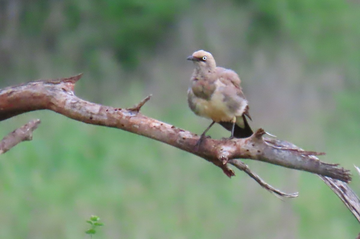 Fischer's Starling - ML628028194