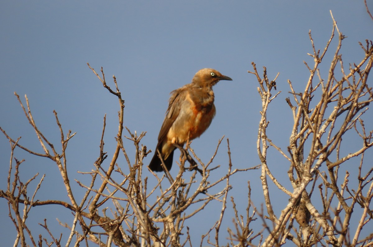 Fischer's Starling - ML628028195