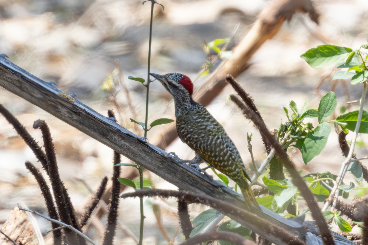 Speckle-throated Woodpecker - ML628028302