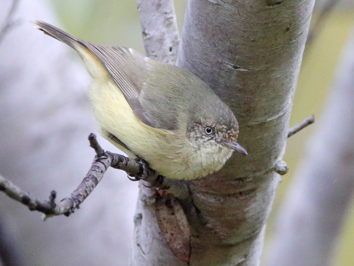 Buff-rumped Thornbill - ML628028327