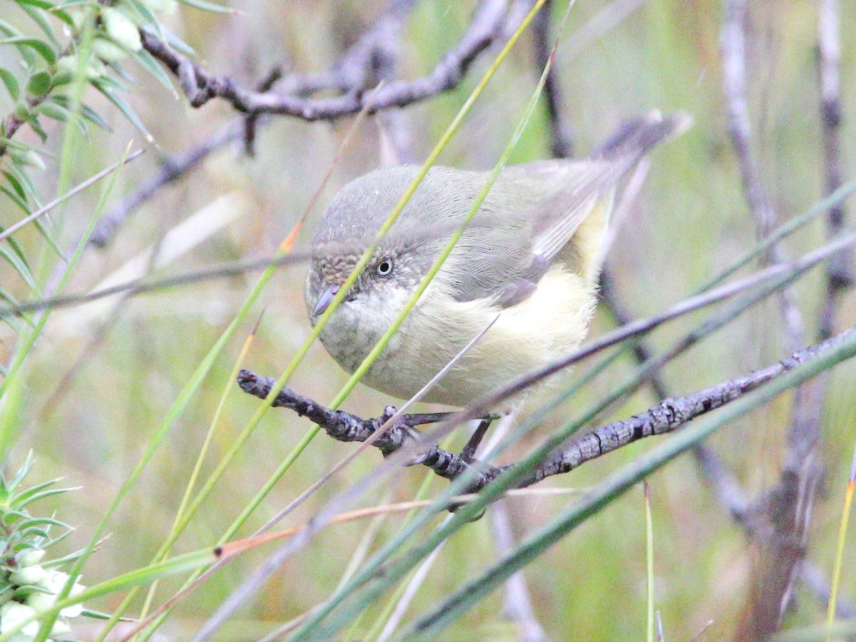 Buff-rumped Thornbill - ML628028328