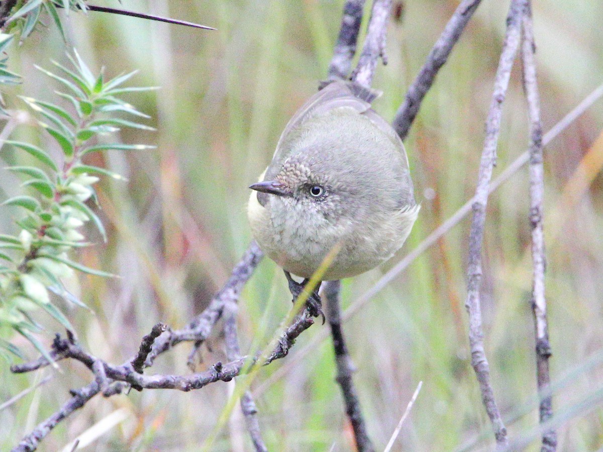 Buff-rumped Thornbill - ML628028329