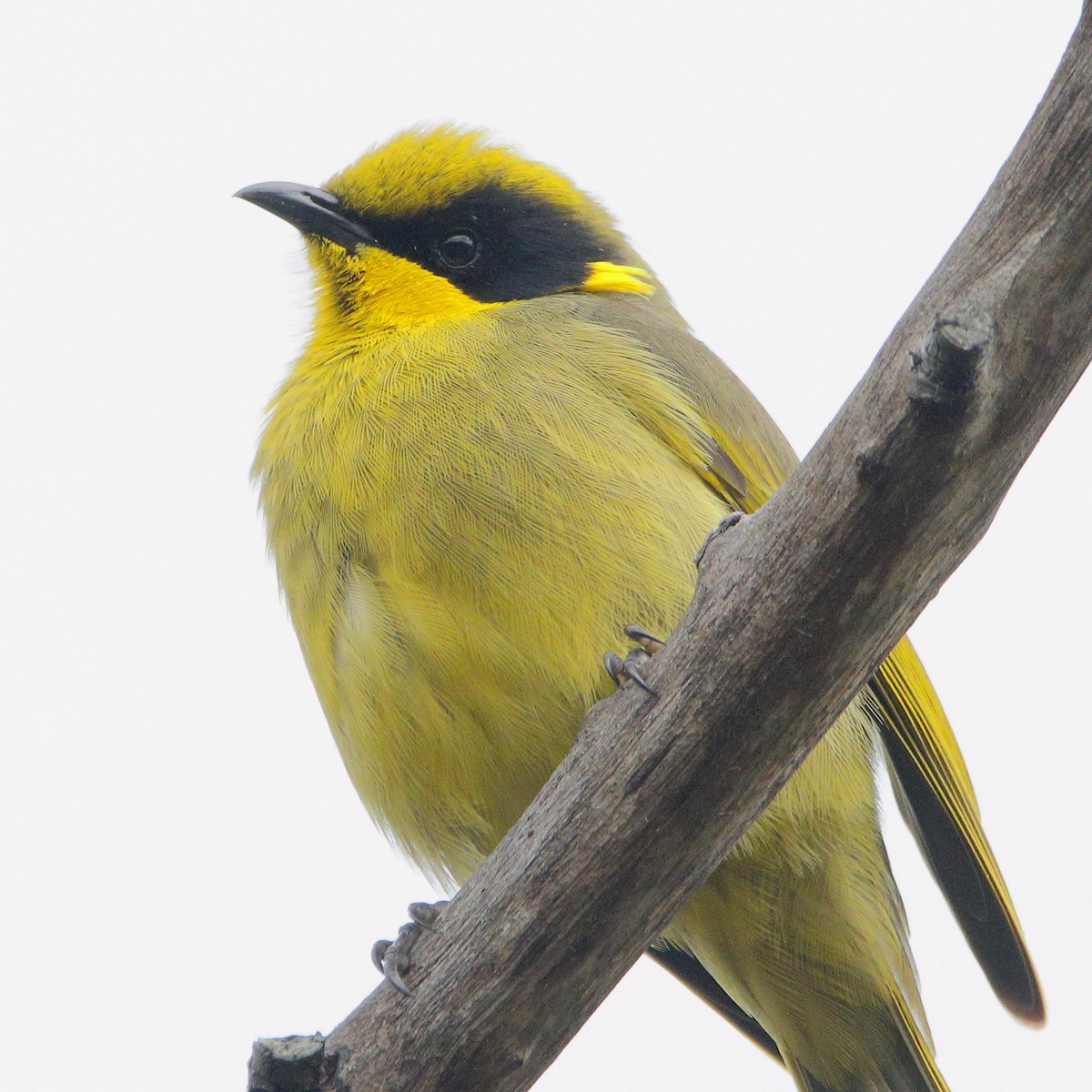Yellow-tufted Honeyeater - ML628028339