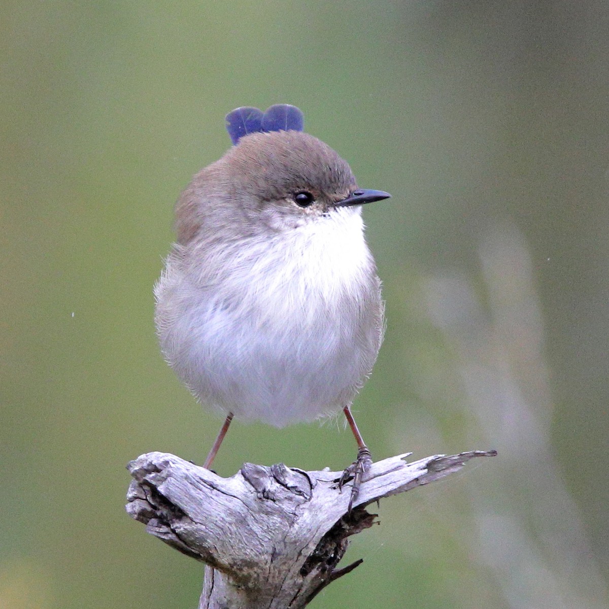 modropláštník nádherný - ML628028342