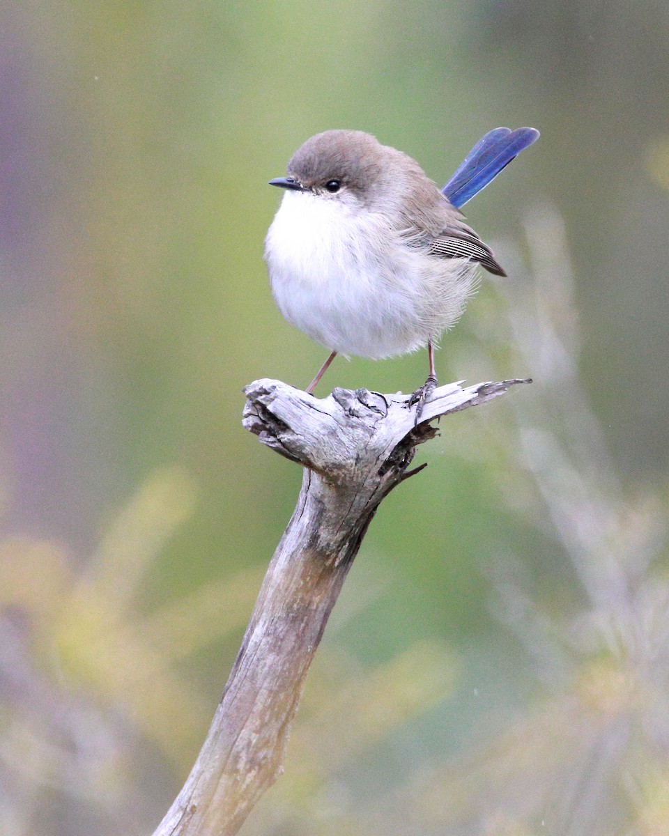 Superb Fairywren - ML628028343