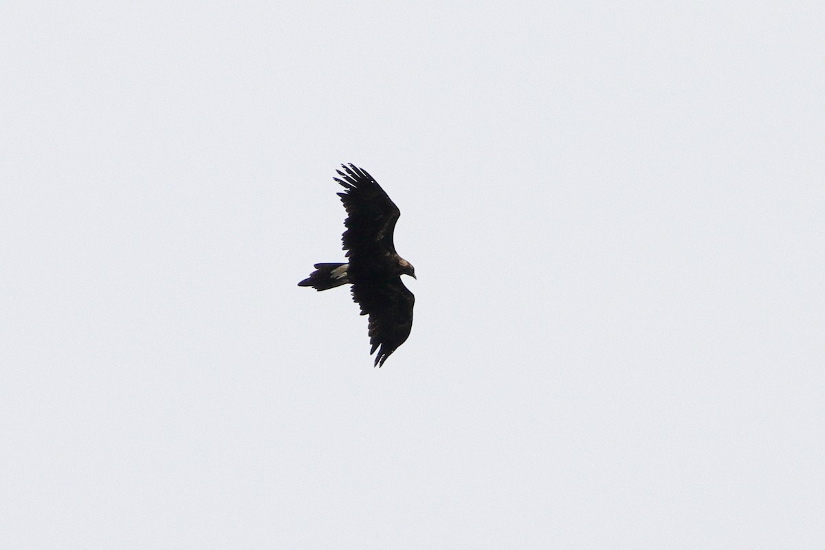 Wedge-tailed Eagle - ML628028344