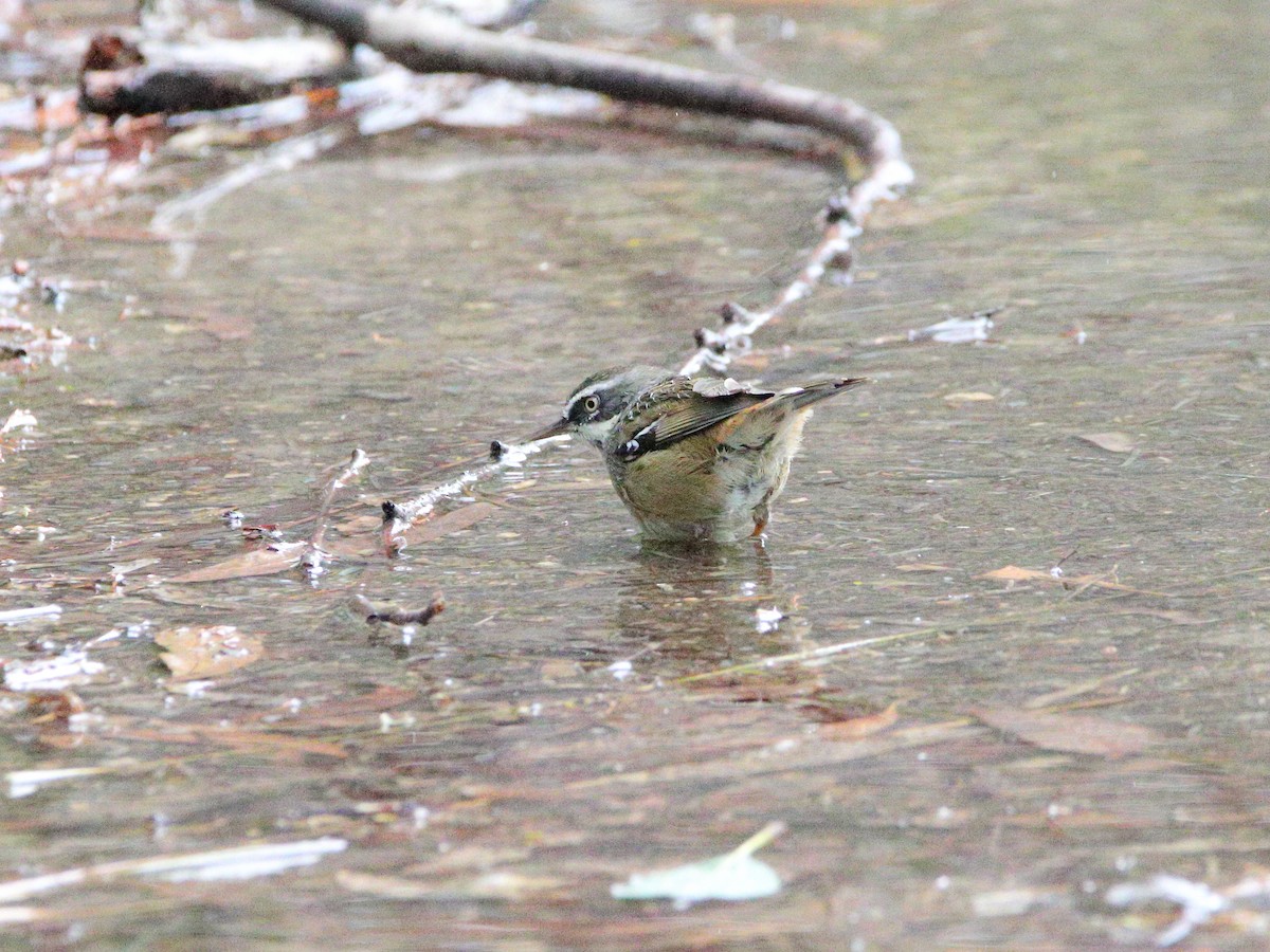 White-browed Scrubwren - ML628028347