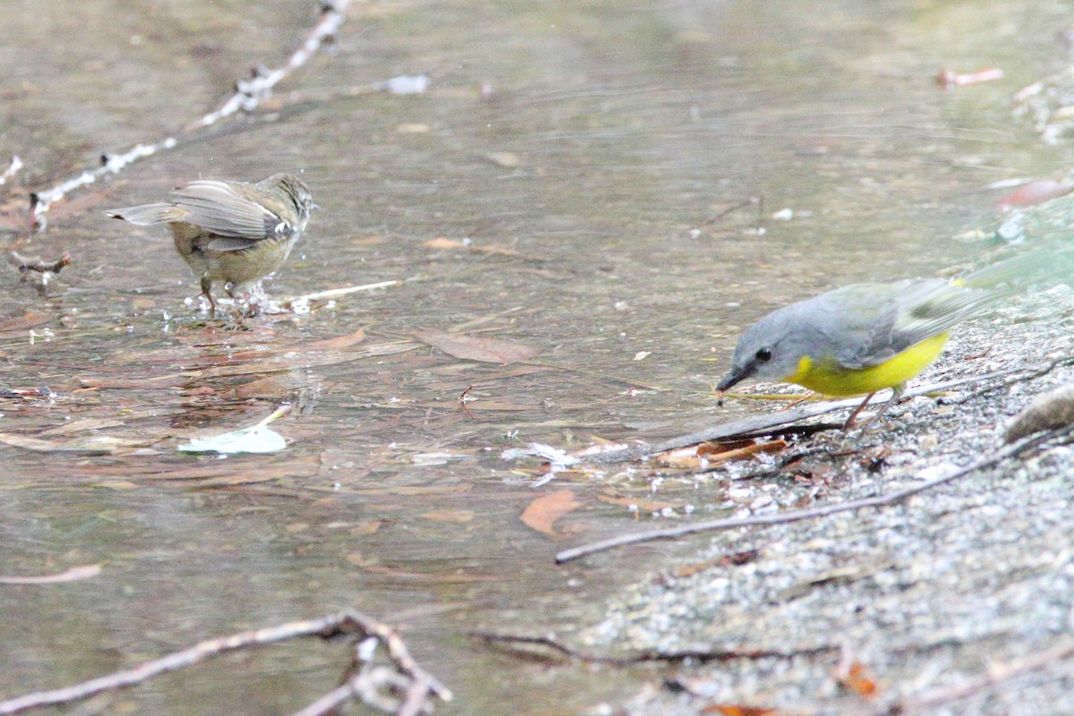 Eastern Yellow Robin - ML628028349