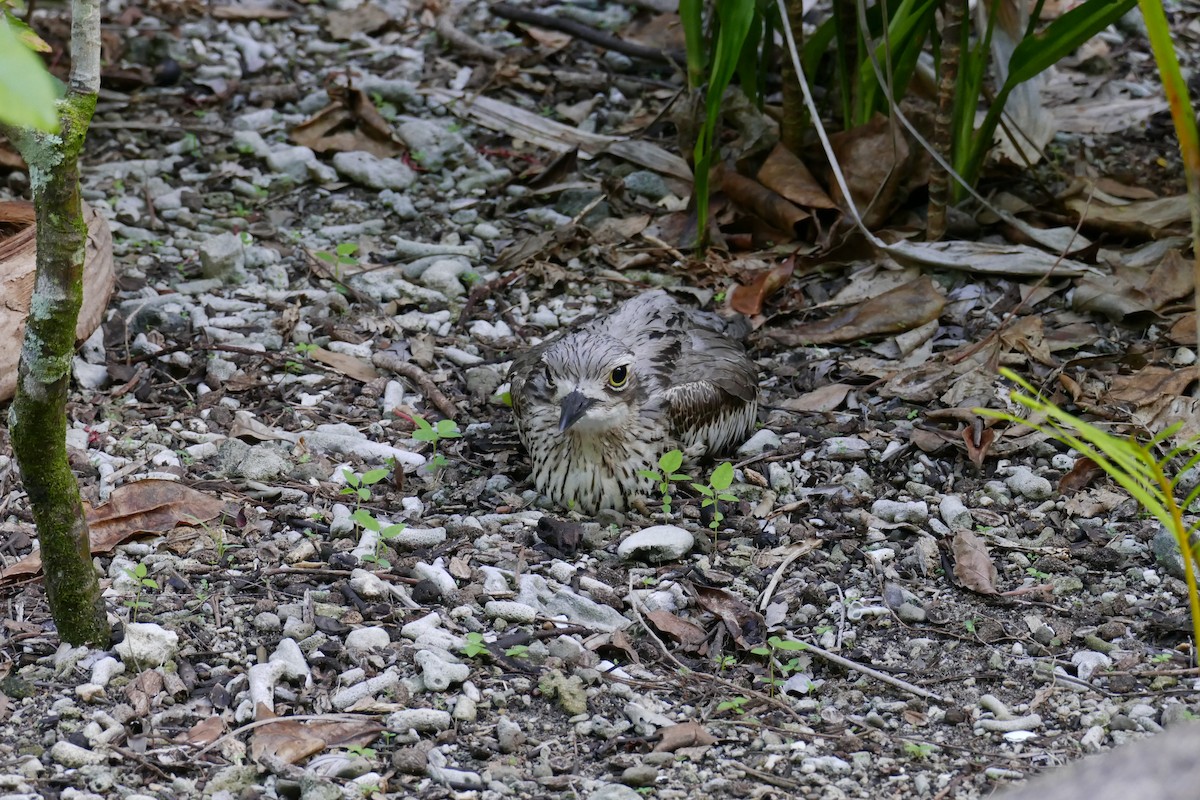 Bush Thick-knee - ML628028395