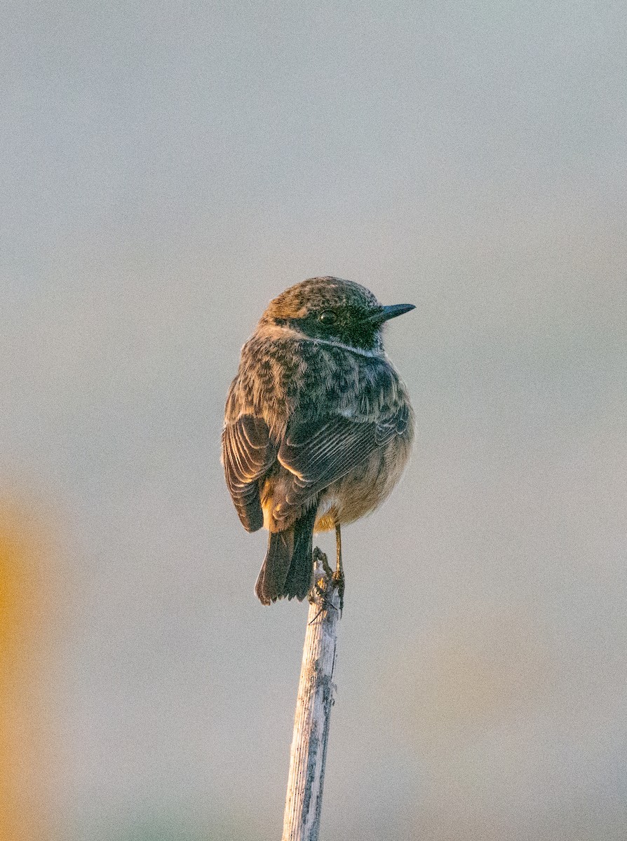 European Stonechat - ML628028445