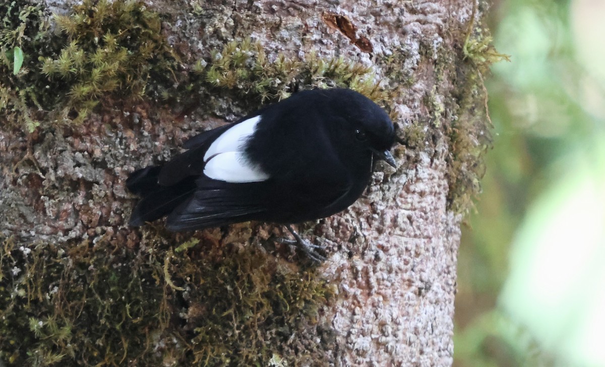 White-winged Robin - ML628028457