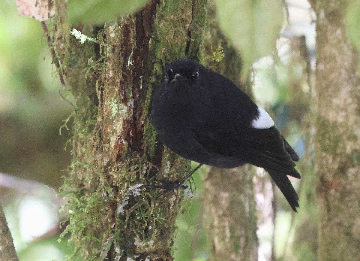 White-winged Robin - ML628028458