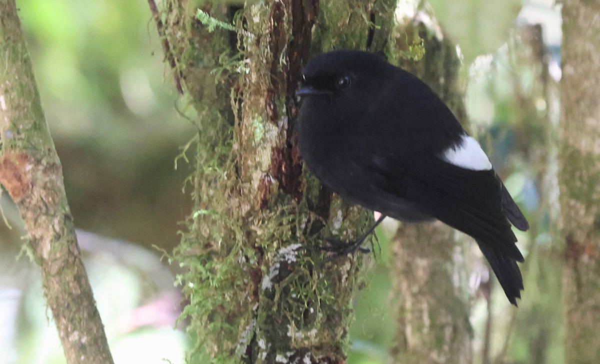 White-winged Robin - ML628028459