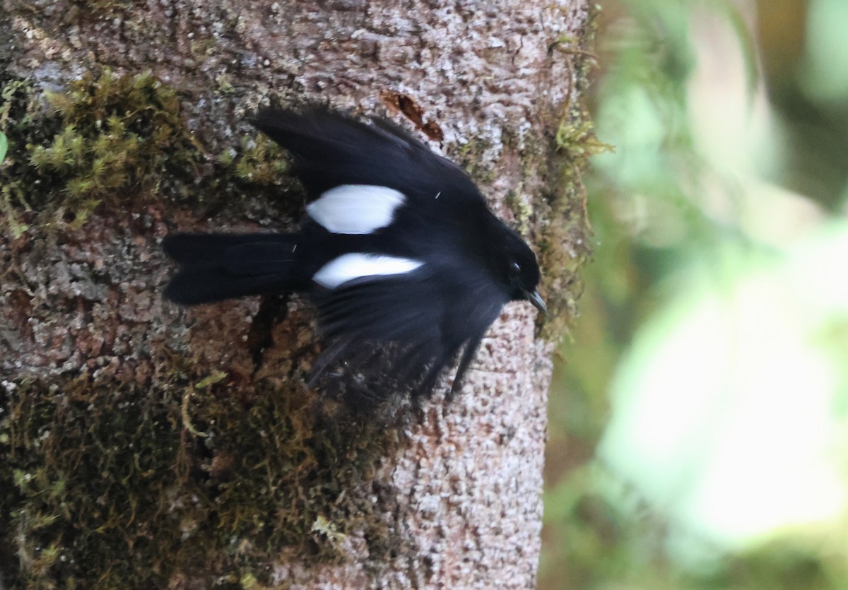 White-winged Robin - ML628028460