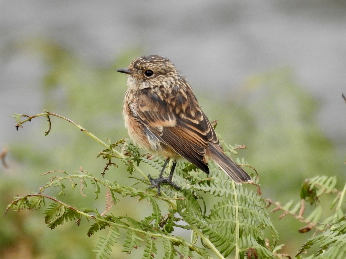 European Stonechat - ML628028533