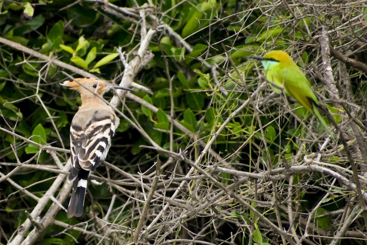 Asian Green Bee-eater - ML628028578