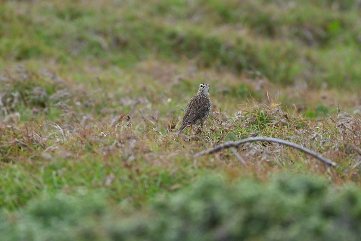 Australian Pipit - ML628028589