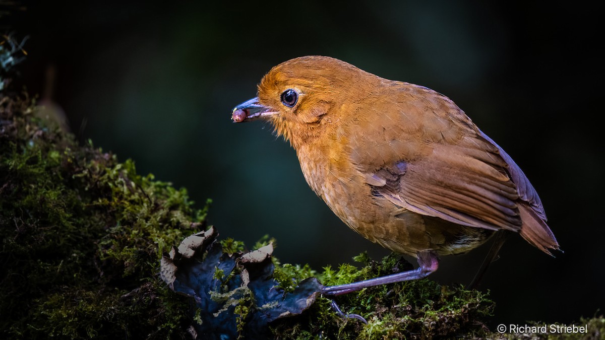 Equatorial Antpitta - ML628028633