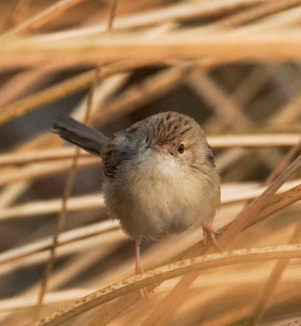 Delicate Prinia - ML628028647