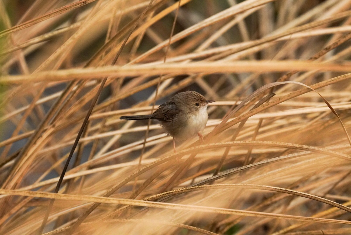 Delicate Prinia - ML628028653