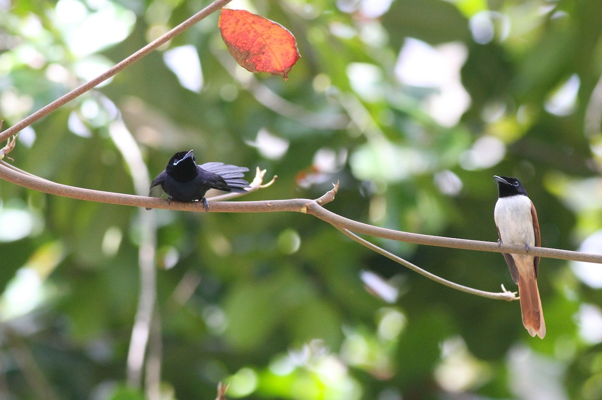Seychelles Paradise-Flycatcher - ML628028693