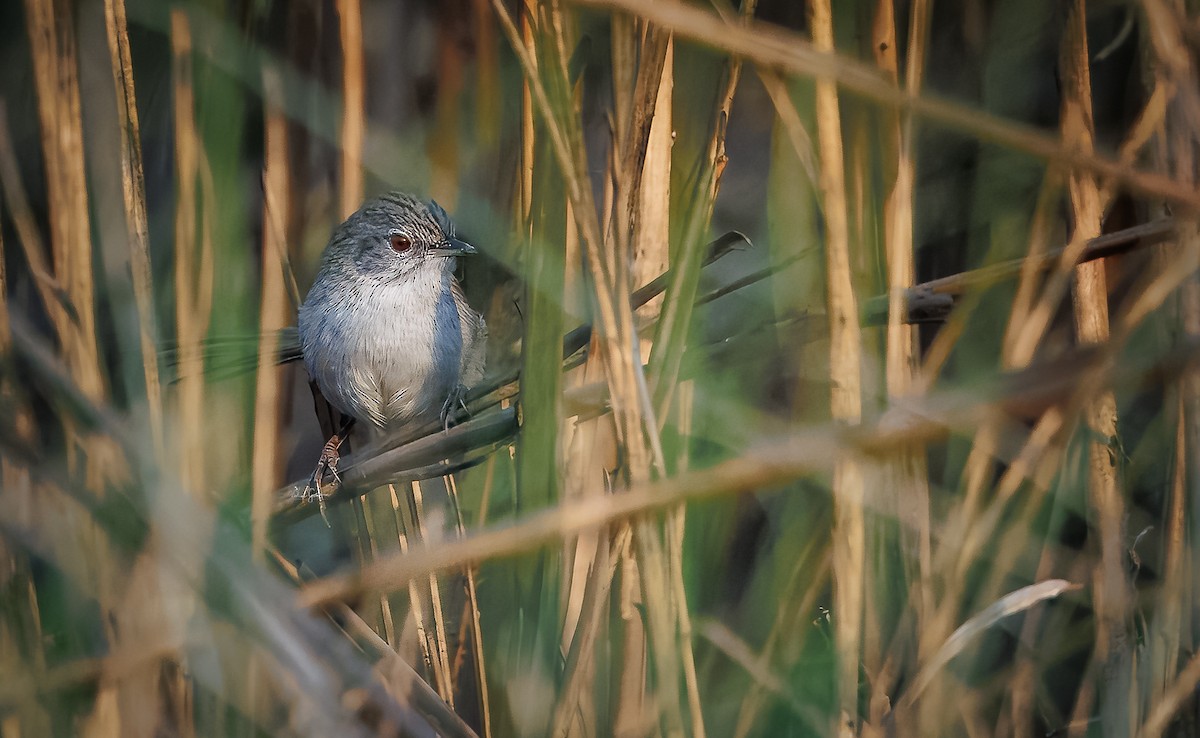 Swamp Grass Babbler - Vishal Goswami