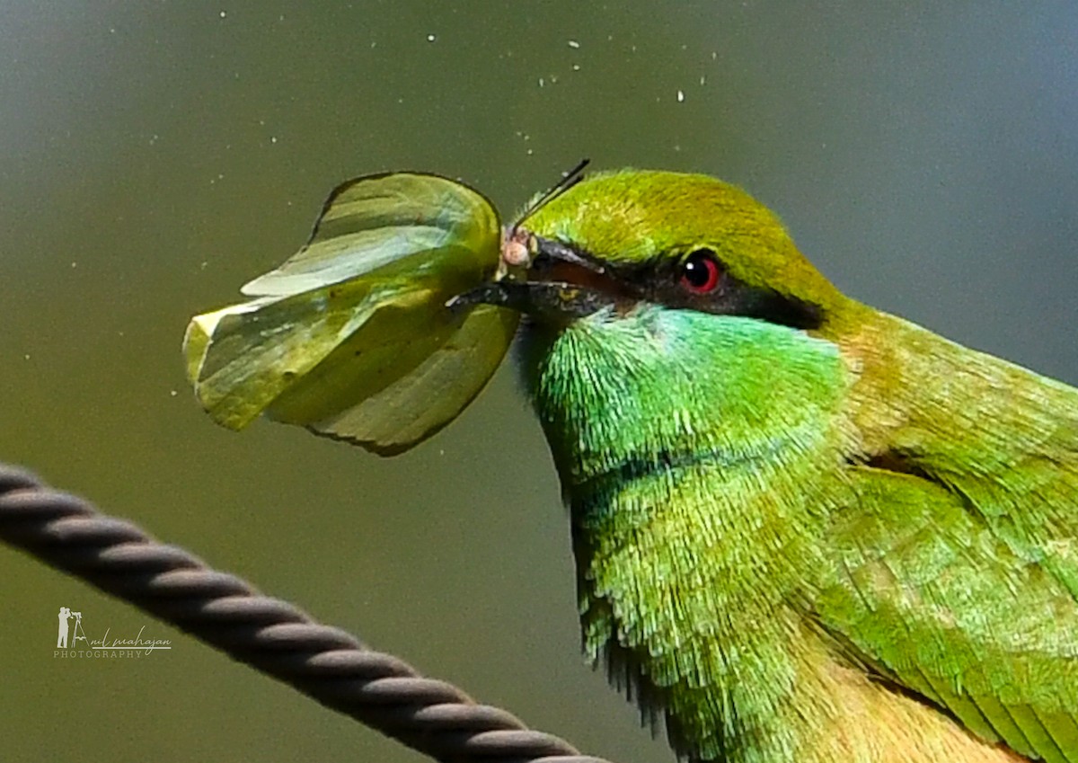 Asian Green Bee-eater - ML628028720