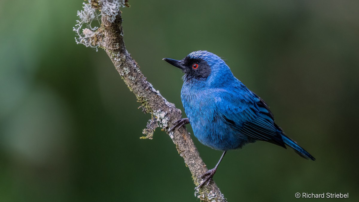 Masked Flowerpiercer - ML628028724