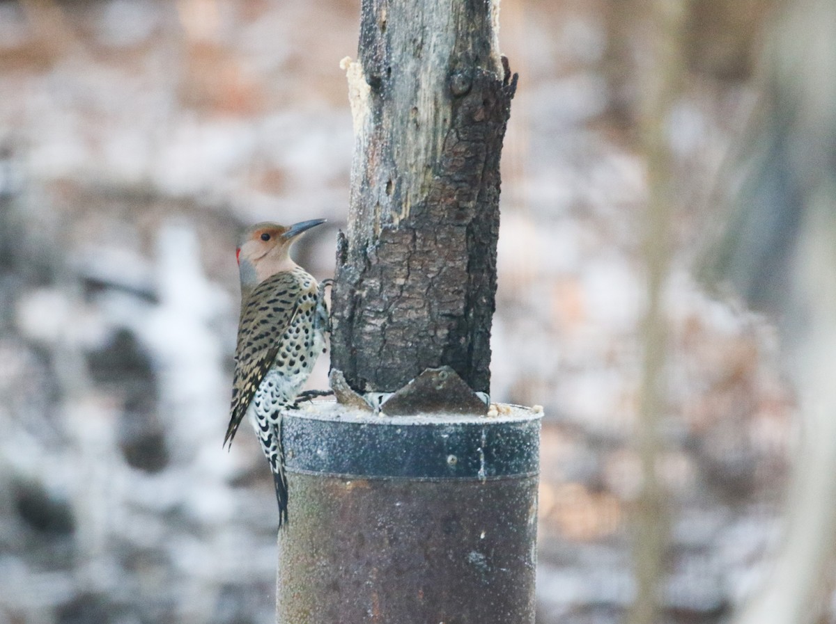 Northern Flicker - ML628028725