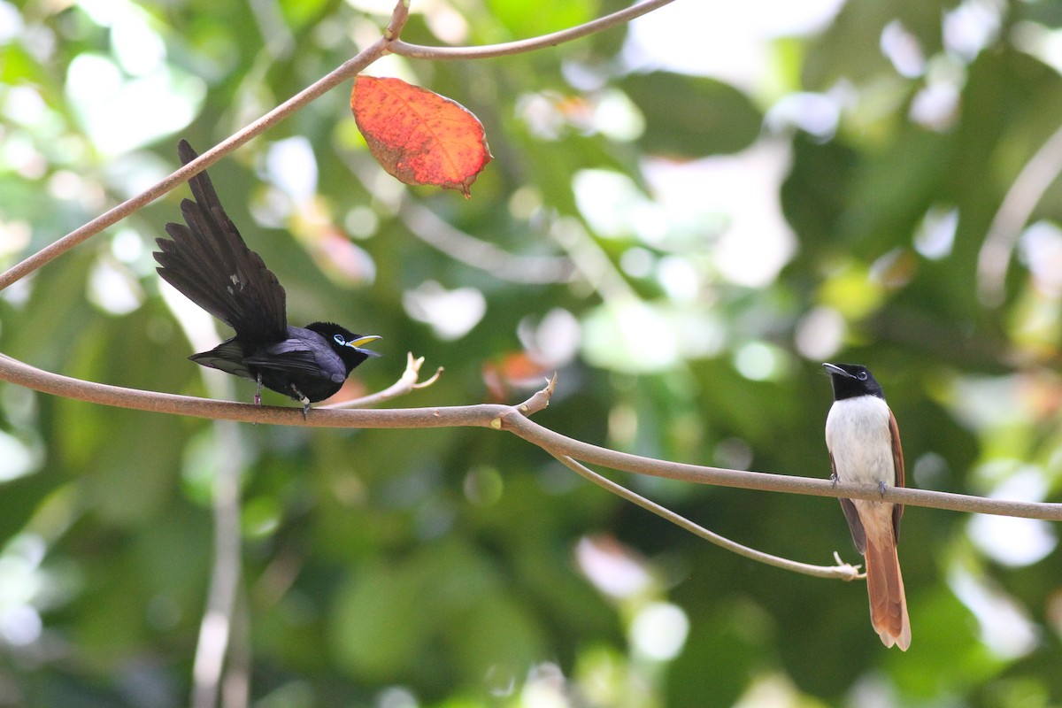 Seychelles Paradise-Flycatcher - ML628028738