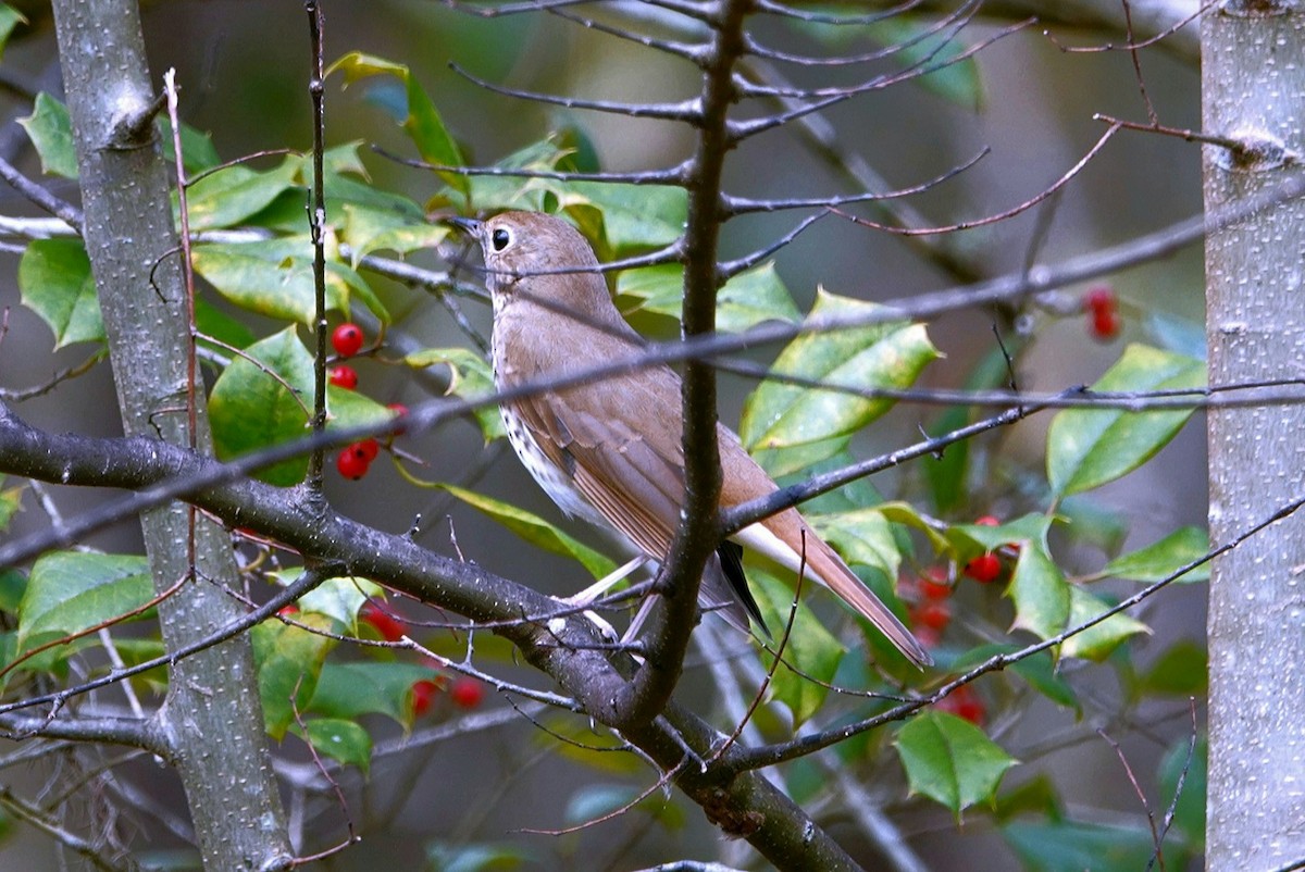 Hermit Thrush - ML628028745