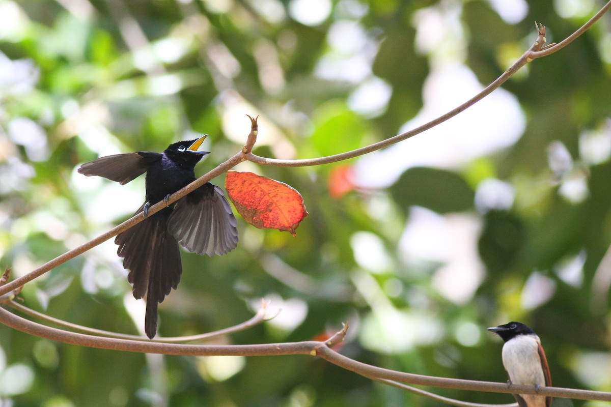 Seychelles Paradise-Flycatcher - ML628028749