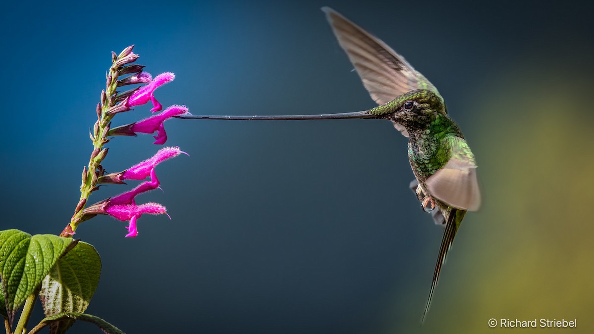 Sword-billed Hummingbird - ML628028756