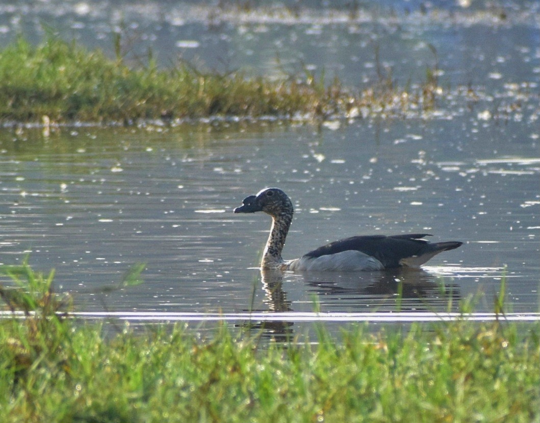 Knob-billed Duck - ML628028790
