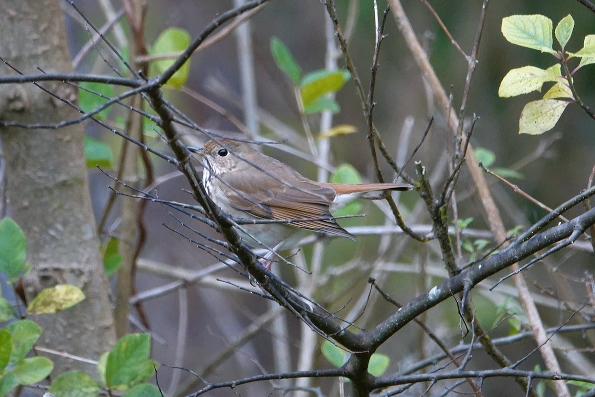 Hermit Thrush - ML628028800