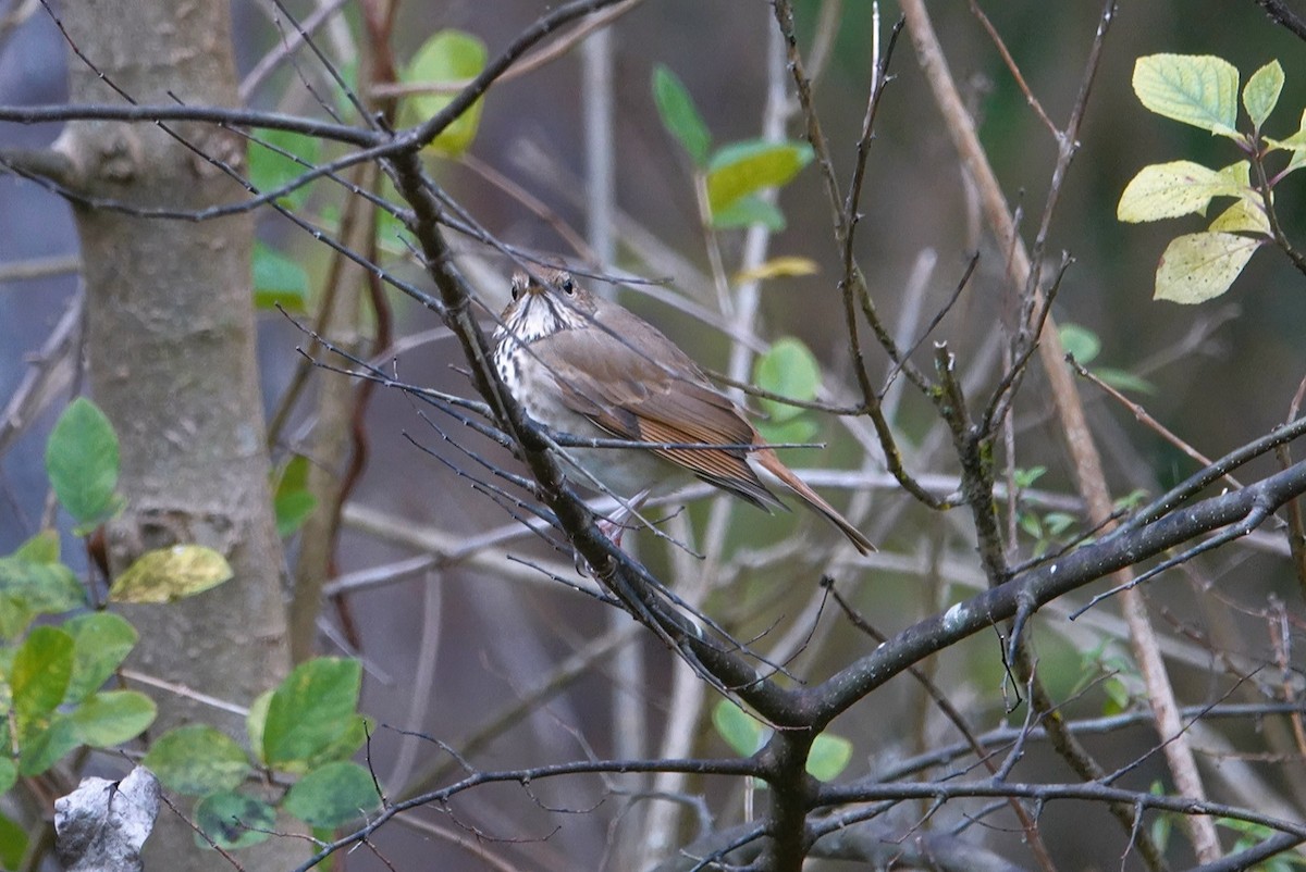 Hermit Thrush - ML628028803